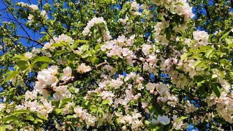 The branch of the Apple tree swings in the spring in the wind close-up Stock Footage 109011975