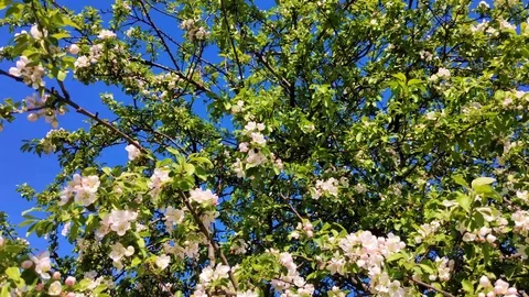 The branch of the Apple tree swings in the spring in the wind close-up Stock Footage 109011984