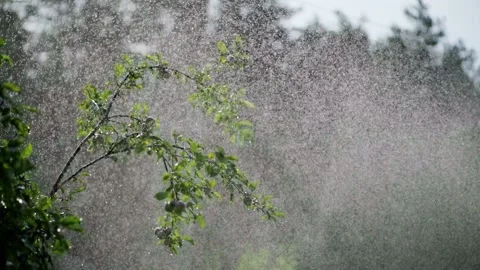 A branch of an apple tree under large water drops Stock Footage