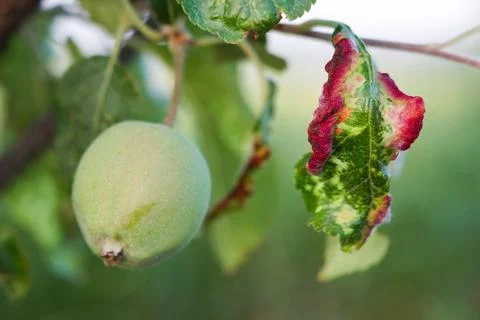 A branch from an apple tree on which hangs one green unripe apple and several Stock Photos