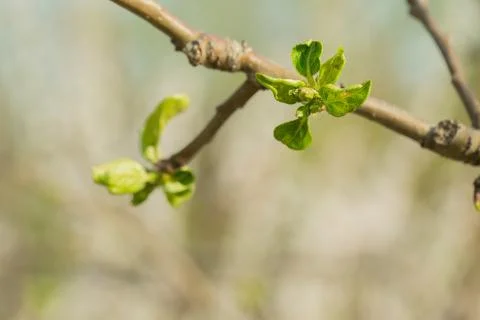 The branch of the Apple tree on which there are unopened buds. Green backgrou Stock Photos