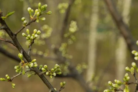 The branch of the Apple tree on which there are unopened buds. Green backgrou Stock Photos