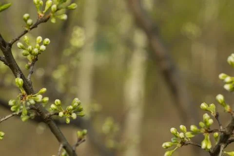 The branch of the Apple tree on which there are unopened buds. Green backgrou Stock Photos
