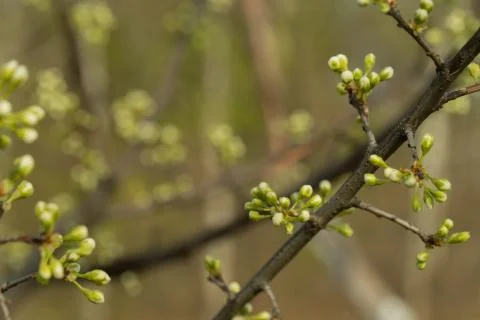 The branch of the Apple tree on which there are unopened buds. Green backgrou Foto stock