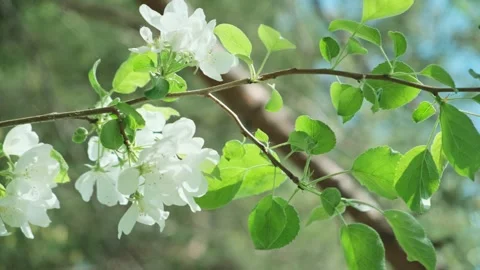 Branch of apple tree with white flowers sways in wind against blue background of Stock Footage 247498805