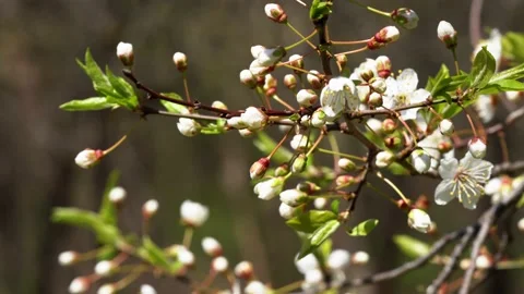 Branch of an apple tree with white petals sways in the wind Stock Footage 159440980