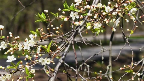 Branch of an apple tree with white petals sways in the wind Stock Footage 159441011