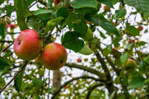 Branch of apple trees bending under the weight of fruit. Autumn orchard. Stock Photos
