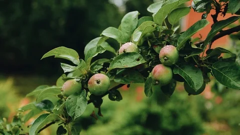 Branch with apples after the rain closeup. It's very beautiful. Cool rain drops. Stock Footage 117121183