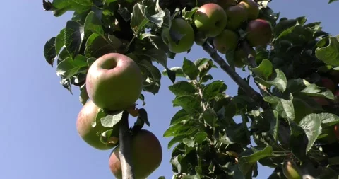 Branch with apples on a background of blue sky Vídeos de archivo 160646236