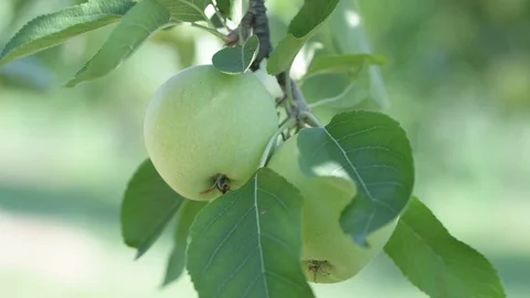 Branch with apples close up Stock Footage 93386137