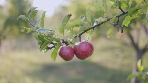 Branch with apples close-up Stock Footage 259392572