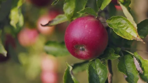 Branch with apples close-up Stock-Footage 261864324