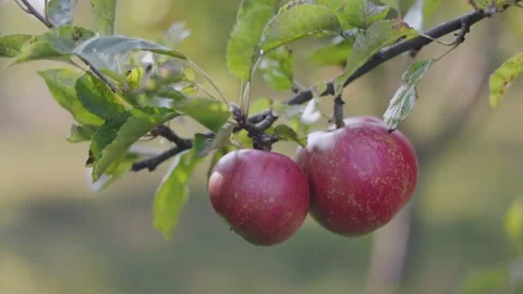 Branch with apples close-up Stock Footage 264091141
