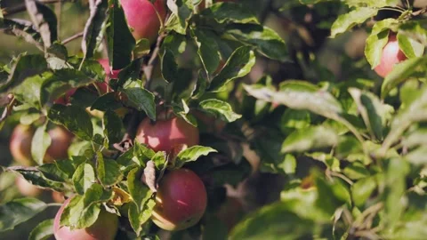 Branch with apples close-up Stock Footage 265467314