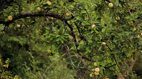 Branch with apples Stock Footage 46272060