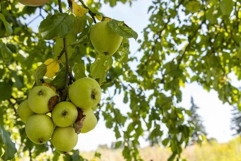 Branch with apples Stock Photos