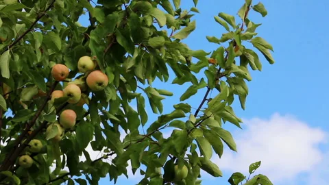 Branch with apples sways in wind, horizontal video Stock Footage 280717632