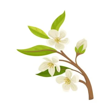 Branch of apricot fruit tree with small blossom flowers. Nature and botany theme Stock Illustration