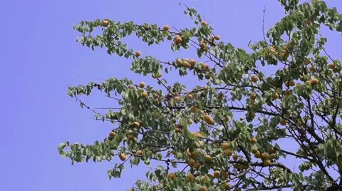 Branch with apricots Stock Footage 52372577