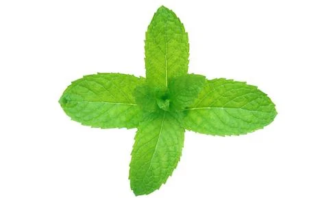 A branch of aroma on isolated white background Stock Photos