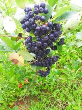 Branch of aronia fruit Foto stock