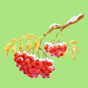 Branch of ashberry Stock Illustration