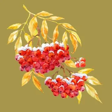 Branch of ashberry Stock Illustration
