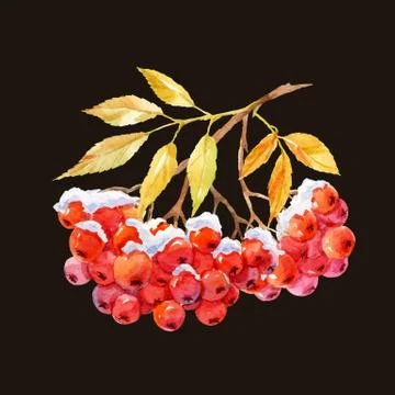 Branch of ashberry Stock Illustration