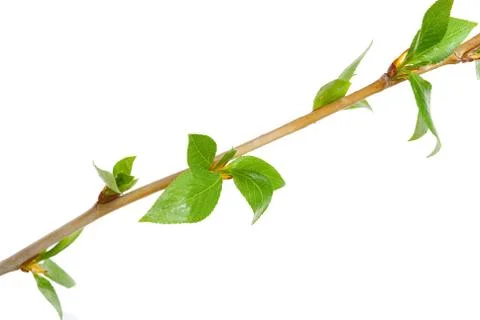 Branch aspen tree with spring buds isolated on white Stock Photos