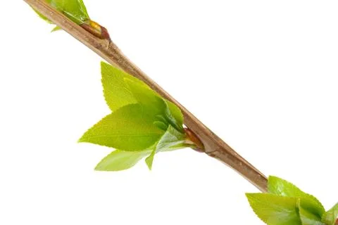 Branch aspen tree with spring buds isolated on white Stock Photos