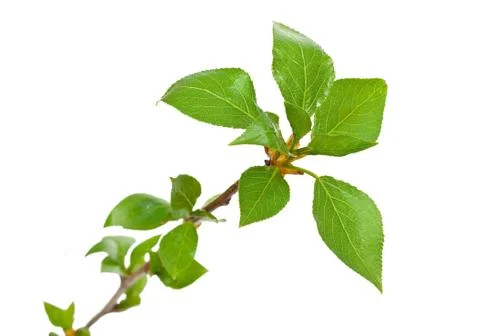 Branch aspen tree with spring buds isolated on white Stock Photos