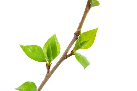 Branch aspen tree with spring buds isolated on white Stock Photos
