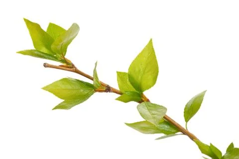 Branch aspen tree with spring buds isolated on white Stock Photos