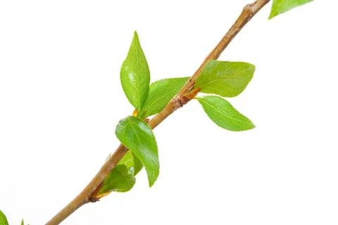 Branch aspen tree with spring buds isolated on white Stock Photos