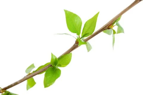 Branch aspen tree with spring buds isolated on white Stock Photos
