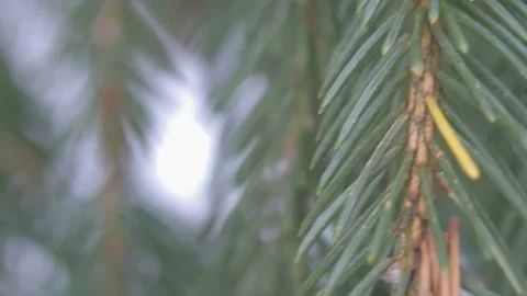 Branch ate in the winter close up Video stock 100019891