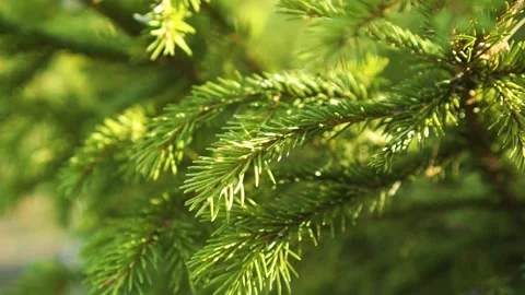 Branch ate with young needles. Evergreen tree, forest. Spruce needles Stock Footage 142342915