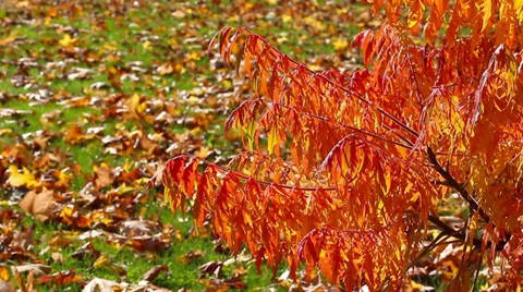 Branch autumn HD Stock Footage 32413431