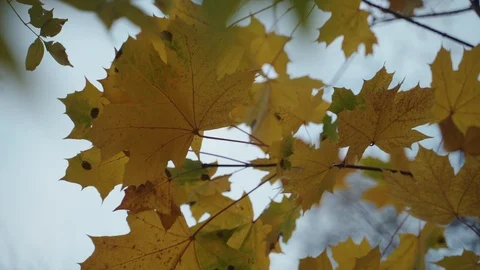 Branch with autumn leaves. Stock Footage