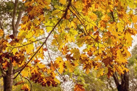 Branch with autumn leaves Stock Photos