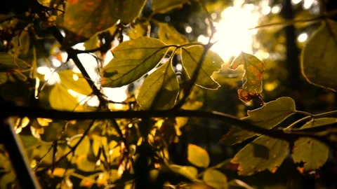 A branch with Autumn Leaves Through the Rays of the Sun Stock-Footage 103839307