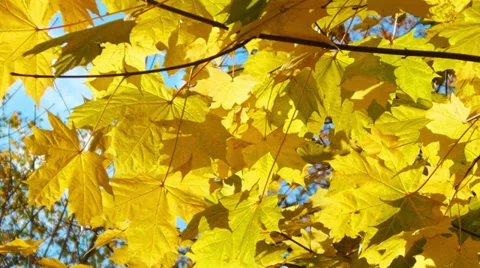 Branch autumn maple leaves Stock Footage 36466577