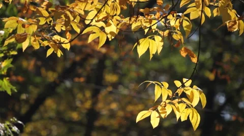 Branch of autumn tree Stock Footage 8777066