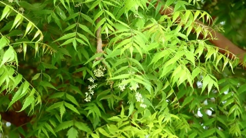 A branch of Azadirachta indica, A leaves of neem tree with natural medicinal,bra Stock Footage