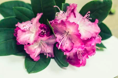 Branch of azaleas on a light background. Stock Photos