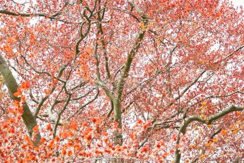 Branch background Stock Photos