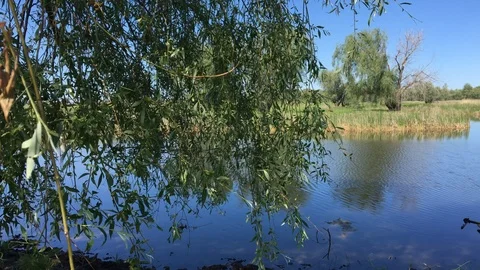 A branch on the background of a steppe lake. 動画素材 109434996