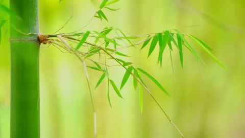 Branch of a bamboo tree Video stock 165793169