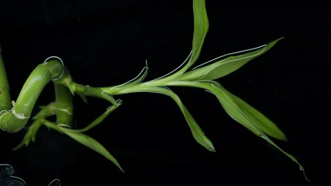 Branch of bamboo in water. Stock Footage 171249684